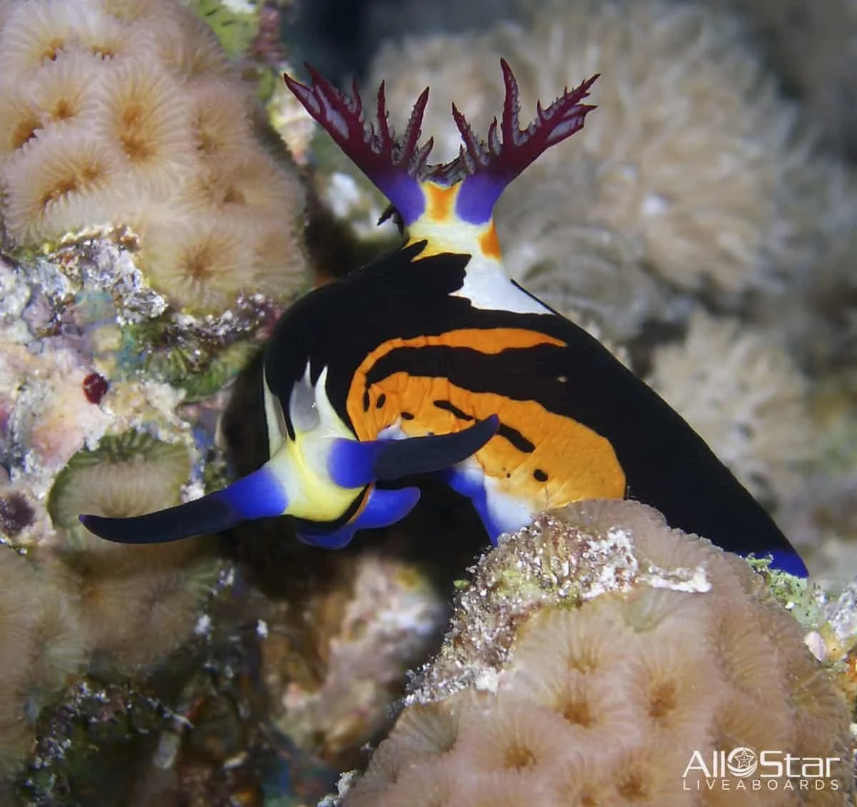 Red Sea BDE Liveaboard June 16-23 2025