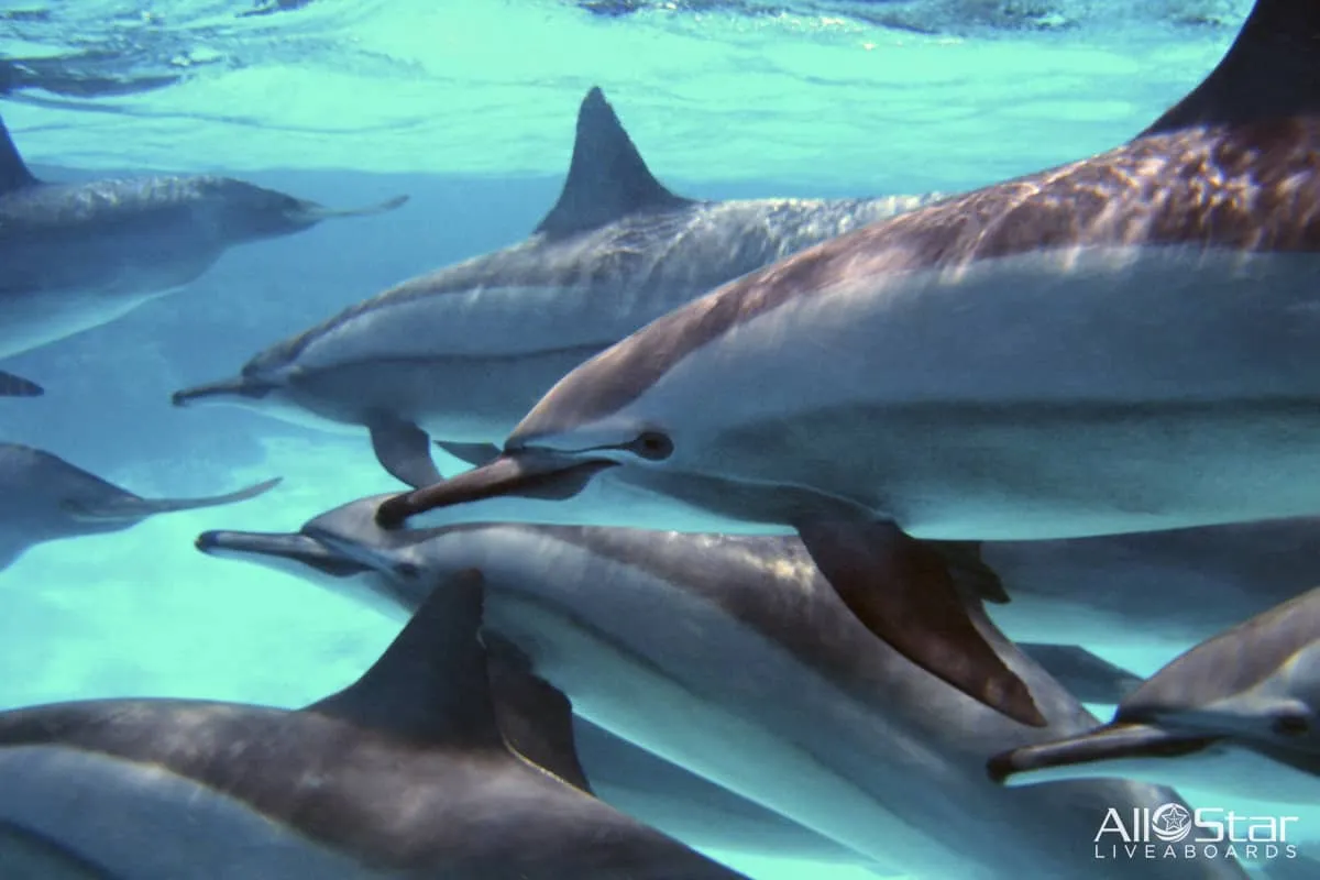 Red Sea BDE Liveaboard June 16-23 2025