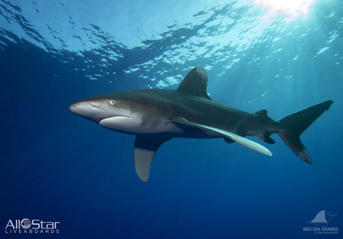 Red Sea BDE Liveaboard June 16-23 2025