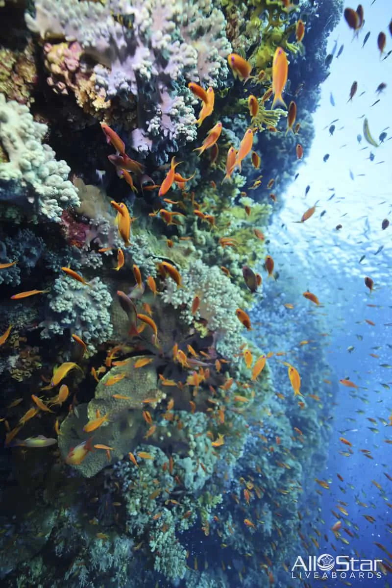 Red Sea BDE Liveaboard June 16-23 2025