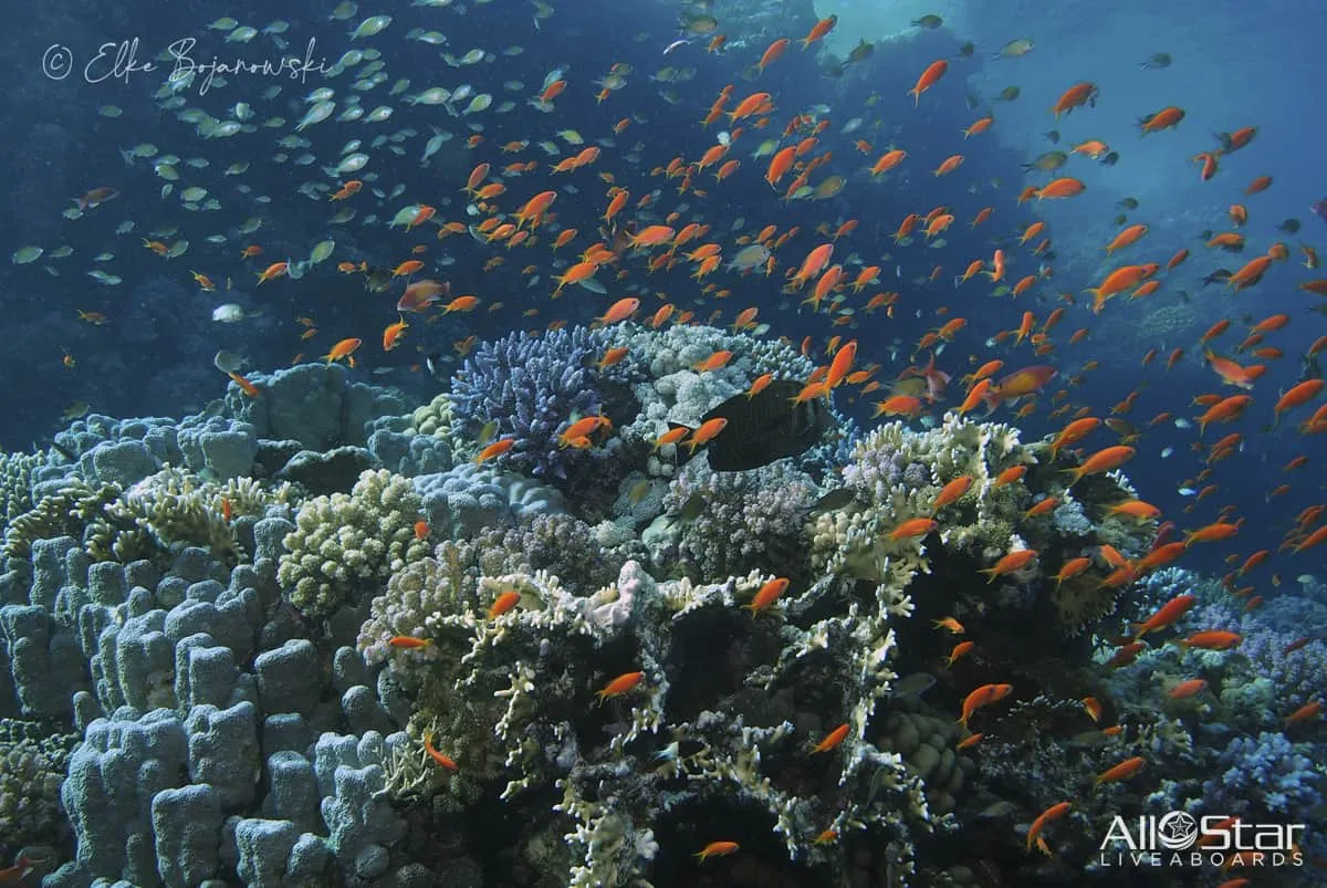 Red Sea BDE Liveaboard June 16-23 2025